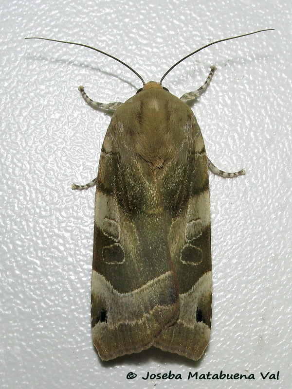 Noctua fimbriata - Noctuidae